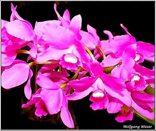 Cattleya bowringiana